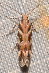 Aristotelia lespedezae