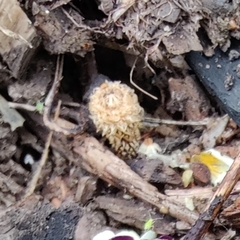 Cyathus striatus