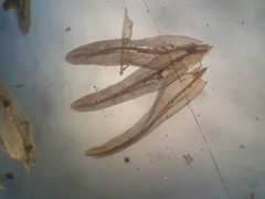 Macromitrium prorepens