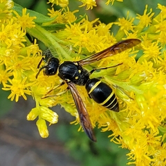 Ancistrocerus antilope