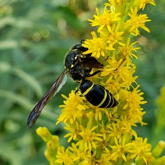 Ancistrocerus antilope