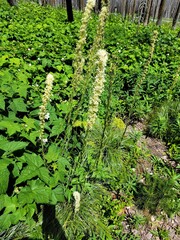 Xerophyllum tenax