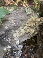 Trametes ochracea