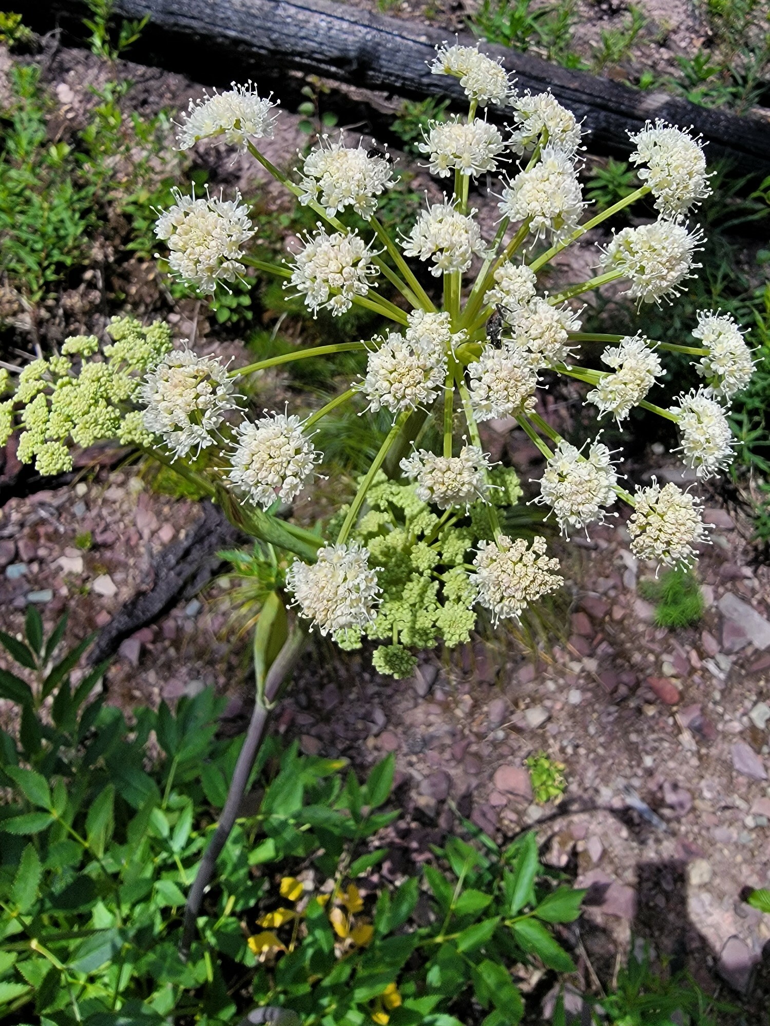 Angelica arguta Nutt. ex Torr. & Gray