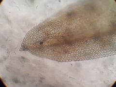 Macromitrium prorepens