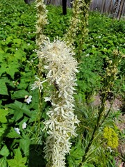 Xerophyllum tenax