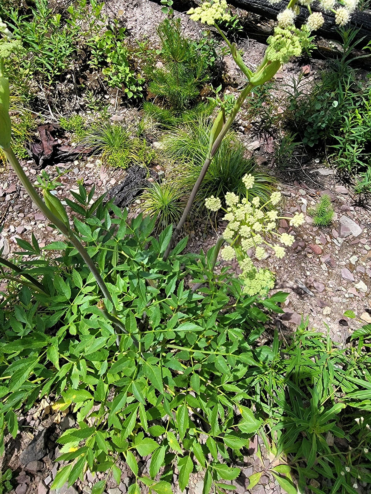 Angelica arguta Nutt. ex Torr. & Gray