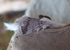 Tolype velleda