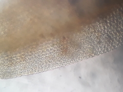 Macromitrium prorepens