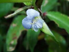 Commelina diffusa