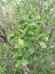 Diospyros texana