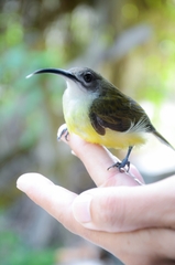 Arachnothera longirostra