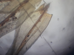 Macromitrium prorepens