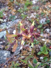 Pedicularis lapponica