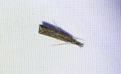 Neodactria luteolellus