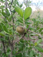 Diospyros texana