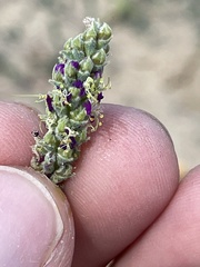 Dalea lanata terminalis