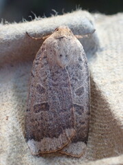 Abagrotis alternata