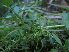 Crassula aquatica