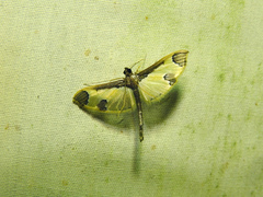 Eulepte
