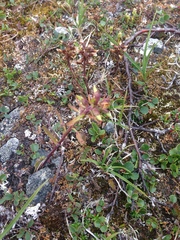 Pedicularis lapponica