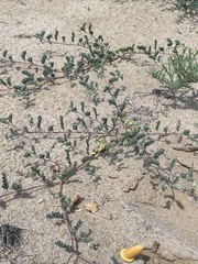 Dalea lanata terminalis