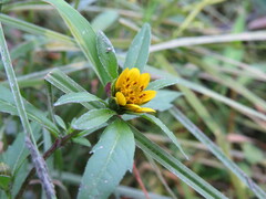 Bidens amplissima
