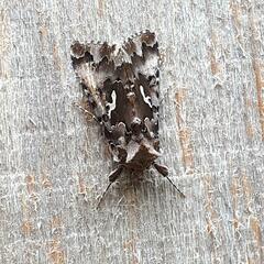 Autographa corusca