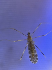 Erioptera caliptera