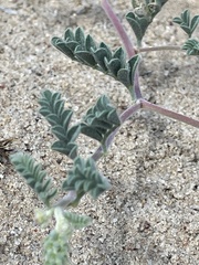 Dalea lanata terminalis