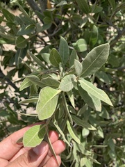 Quercus peninsularis