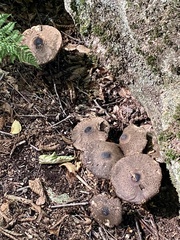 Chlorophyllum olivieri