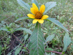 Bidens amplissima