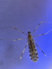 Erioptera caliptera