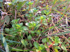 Lythrum portula