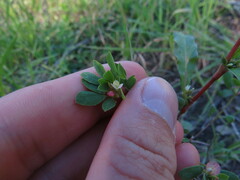 Acmispon denticulatus