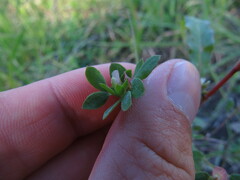 Acmispon denticulatus