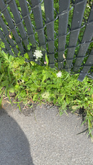 Daucus carota