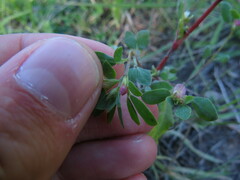 Acmispon denticulatus