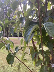 Cornus kousa