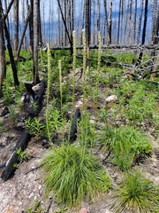 Xerophyllum tenax