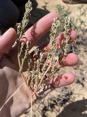 Amaranthus albus