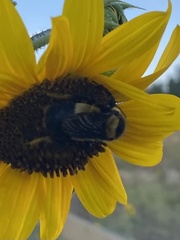 Bombus fraternus