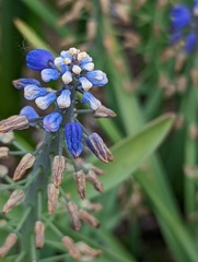 Muscari