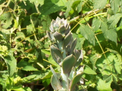 Echeveria gibbiflora
