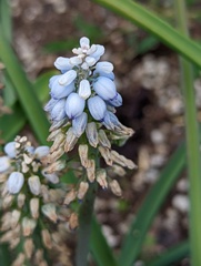 Muscari