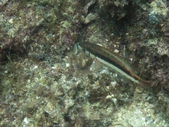 Serranus psittacinus