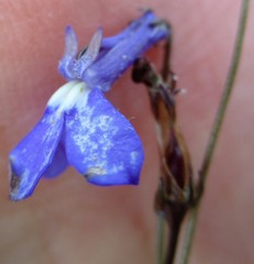 Lobelia tomentosa