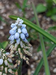 Muscari