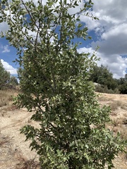 Quercus peninsularis